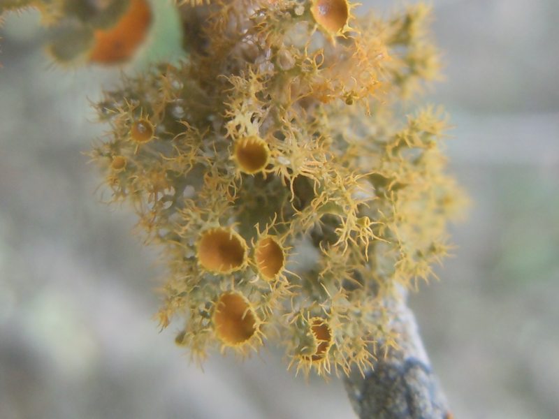 ....da Monte Moro (OT)